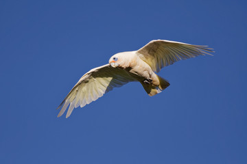 Little Corella - Cacatua sanguinea bird - feeding on the branch near Melbourne, Australia