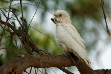 Little Corella - Cacatua sanguinea bird - feeding on the branch near Melbourne, Australia