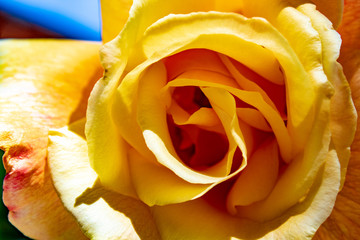 Yellow rose close up