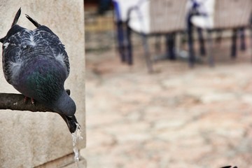 Pigeon drinking water in the city