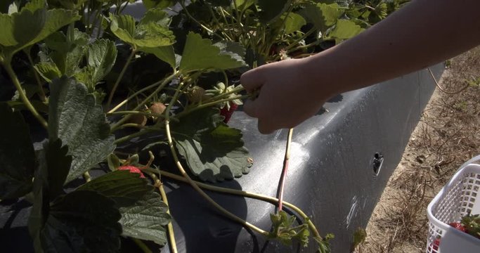 Picking strawberries at a local strawberry farm.