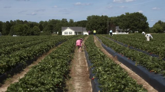 Picking strawberries at a local strawberry farm.