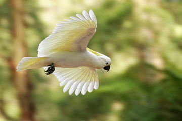 Cacatua galerita - Sulphur-crested Cockatoo sitting on the branch in Australia. Big white and yellow cockatoo with green background © phototrip.cz