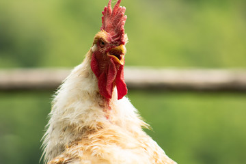 White rooster with magnificent red crest, crowing; portrait of a boss.