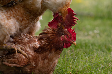 Animal love story: rooster and hen, passionately mating