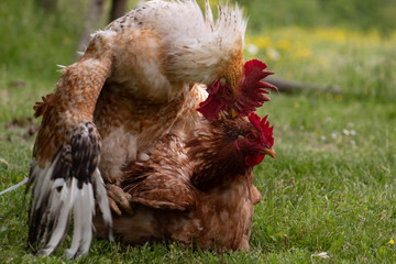 Animal love story: rooster and hen, passionately mating