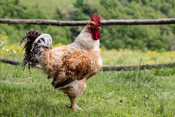 Portrait of a rooster; beautiful male cock with red crest, living free range