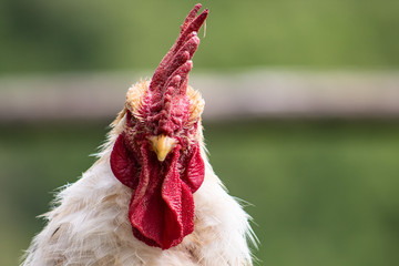 Portrait of a rooster; beautiful male cock with red crest, living free range