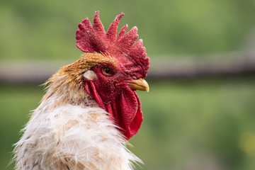 Portrait of a rooster; beautiful male cock with red crest, living free range