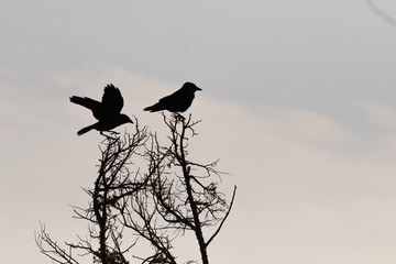 Bird silhouette on tree's branch