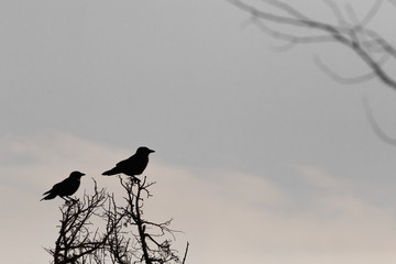Bird silhouette on tree's branch