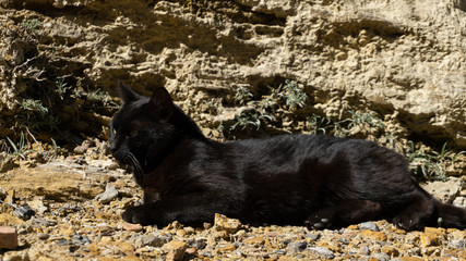 Gato negro al sol