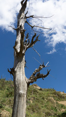 Árbol muerto