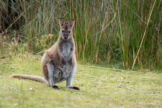 Bennett's wallaby - Macropus rufogriseus, also red-necked wallaby, medium-sized macropod marsupial, common in eastern Australia, Tasmania