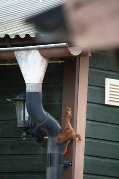 Scrat_climbing_1