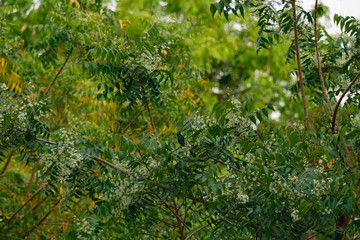 Azadirachta indica, commonly known as neem, nimtree or Indian lilac