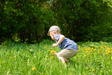 Little boy back view. He is picking dandelions in the field. Copy space, mocup