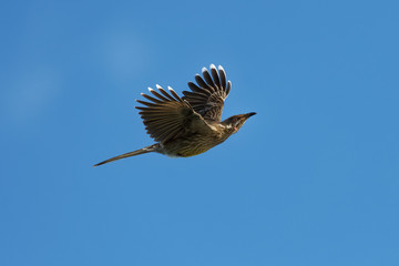 Red Wattlebird - Anthochaera carunculata  is a passerine bird native to southern Australia