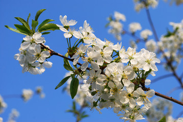 flowers of cherry tree in spring