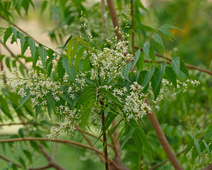 Azadirachta indica, commonly known as neem, nimtree or Indian lilac