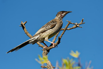 Red Wattlebird - Anthochaera carunculata  is a passerine bird native to southern Australia