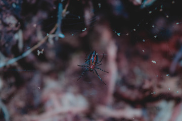 spider on web