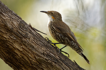 Brown Treecreeper - Climacteris picumnus small bird, largest Australasian treecreeper