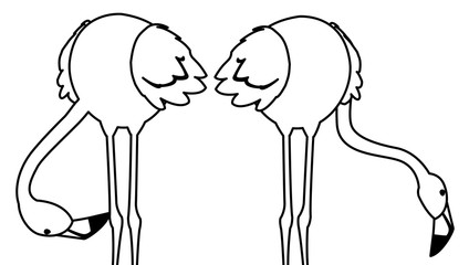 exotic flemish couple birds with heads down