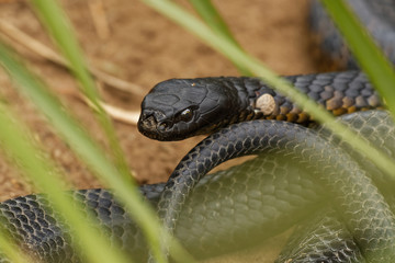 Tiger snake - Notechis scutatus highly venomous snake species found in Australia, Tasmania. These snakes are highly variable in their colour, often banded like those on a tiger