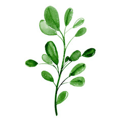 Wild herb, branch with leaves. Green plant element. Watercolor illustration isolated on white background.