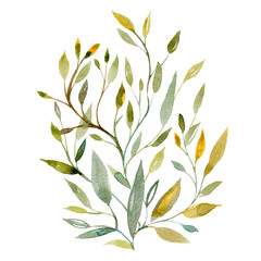 Fototapeta na wymiar Green plant element. Wild herb, branch with leaves. Floral organic watercolor illustration isolated on white background.
