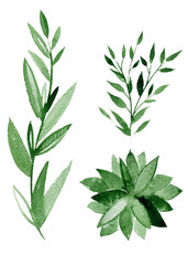 Set of green leaves, herbs and branches. Floral design elements for wedding invitations, greeting cards, blogs, posters.