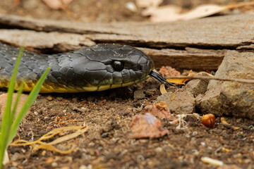 Tiger snake - Notechis scutatus highly venomous snake species found in Australia, Tasmania. These snakes are highly variable in their colour, often banded like those on a tiger
