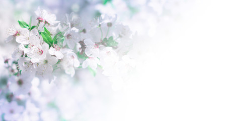 Abstract floral background. Delicate spring flowers in pastel colors. Banner background with copy space.