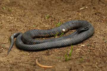 Tiger snake - Notechis scutatus highly venomous snake species found in Australia, Tasmania. These snakes are highly variable in their colour, often banded like those on a tiger