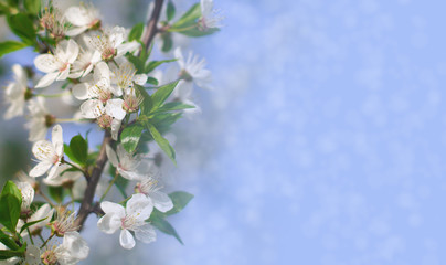 Abstract floral background. Delicate spring flowers in pastel colors. Banner background with copy space.