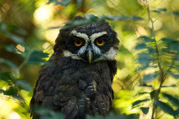 Spectacled Owl - Pulsatrix perspicillata large tropical owl native to the neotropics, breeder in forests