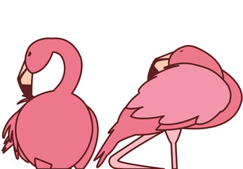 exotic pink flemish couple birds sleeping