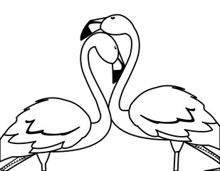 exotic flemish couple birds with romantic pose