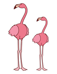 exotic pink flemish couple birds with heads up