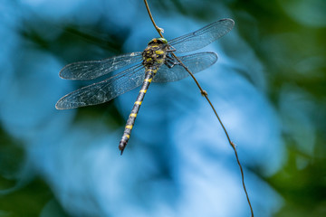 Dragonfly on a vine