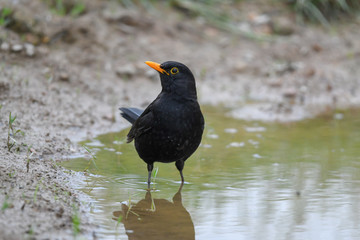 Amsel