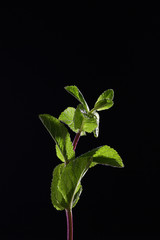 A branch of mint on a black background. Mint leaves on a black background. Beautiful light. Under the cutout for designers. Place for inscription.