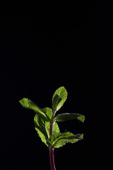 A branch of mint on a black background. Mint leaves on a black background. Beautiful light. Under the cutout for designers. Place for inscription.