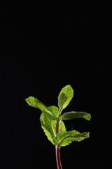 A branch of mint on a black background. Mint leaves on a black background. Beautiful light. Under the cutout for designers. Place for inscription.