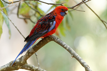 Crimson Rosella - Platycercus elegans a parrot native to eastern and south eastern Australia, introduced to New Zealand and Norfolk Island, mountain forests and gardens © phototrip.cz