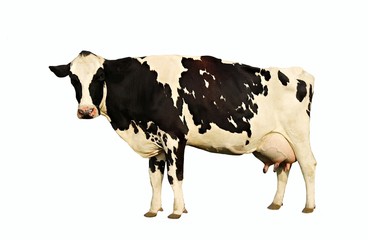 Holstein cow standing looking at camera isolated on white