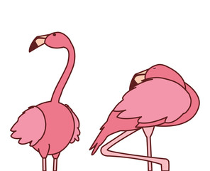 exotic pink flemish couple birds with different poses