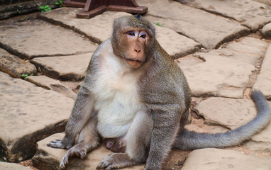 A large monkey sits on stone slabs