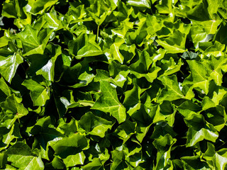 Fototapeta na wymiar Background composed of fresh green leaves illuminated by strong summer or spring or seasonal sun light with whole scene in sharp focus.